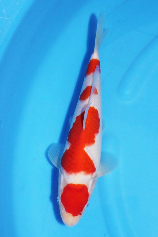 1：Chris Marsh 28部：26ｃｍ
