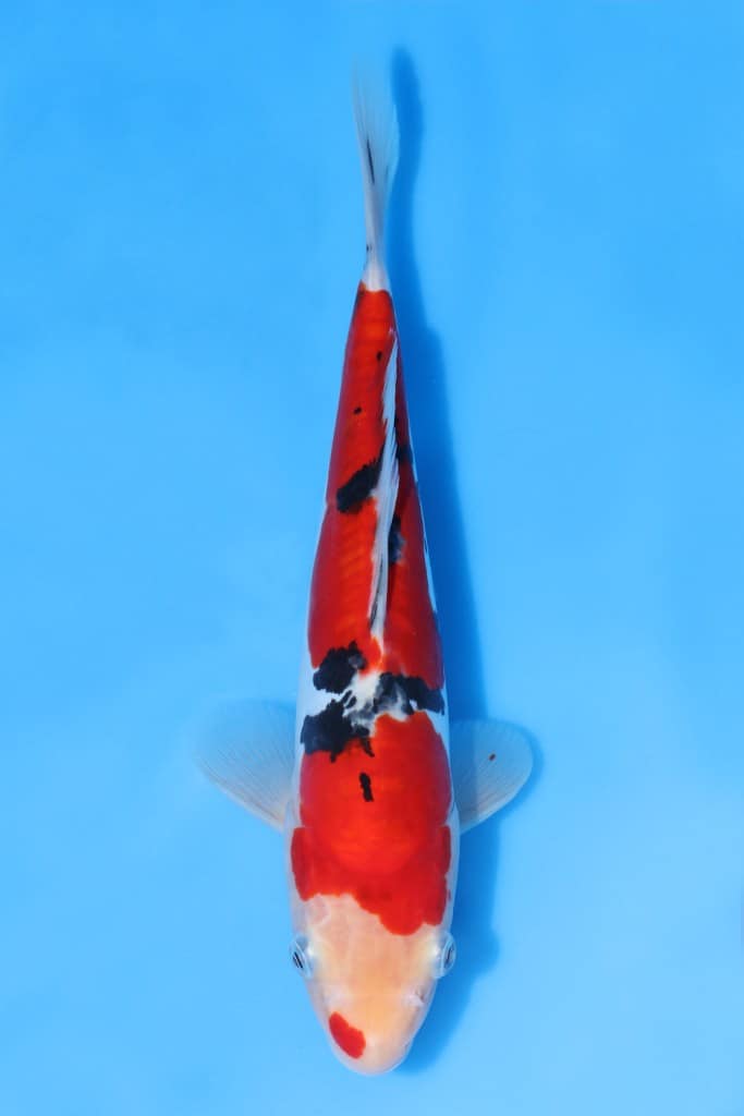 2N3A2232-1-683x1024