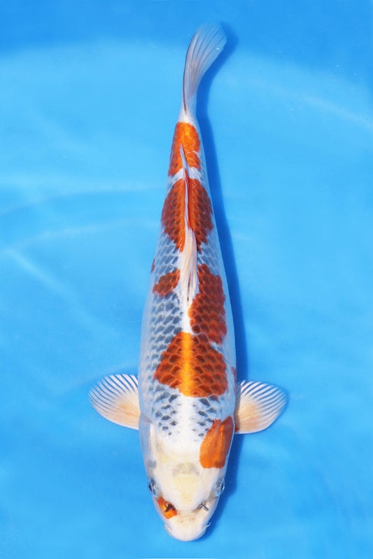 2N3A0383