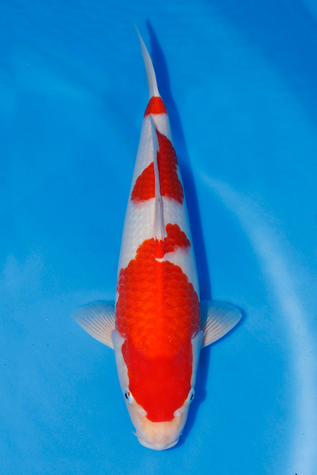 38cm
